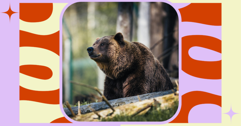 What Does The Bear Mean on TikTok? A Look Beyond the Fur